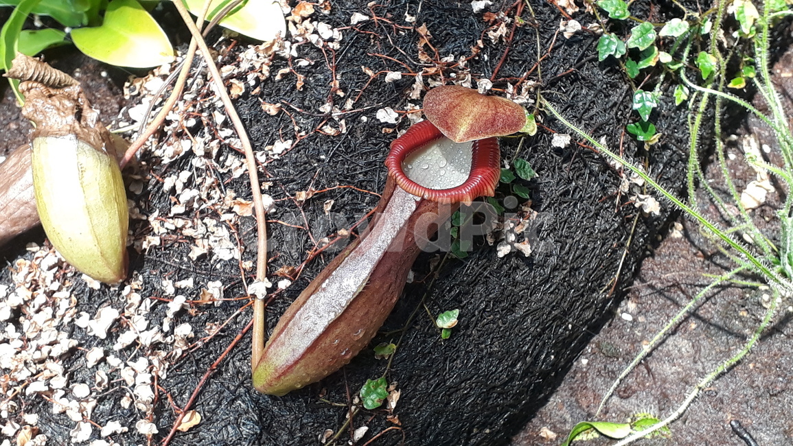 네펜데스,식충식물,포충낭,벌레먹는식물,벌레