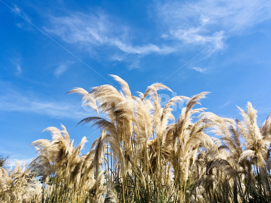 팜파스,하늘,태안,plant,식물,grass,lawn,잔디,reed,갈대,sky,가을,계절,fall,autumn,season,자연,풍경,nature,landscape