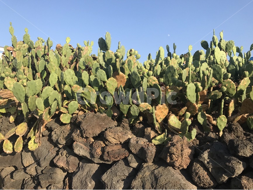 제주,jeju,선인장,cactus,식물,plant,돌담,stonewall