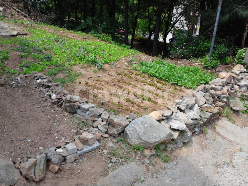 채소,식물,텃밭,돌담,열무,상추,산업,industry,industrial,농업,농사,agriculture,farming,farming industry