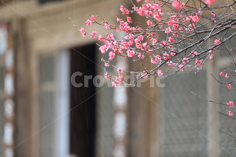 봄꽃,구례,화엄사,홍매화,봄,화엄사홍매화,봄,계절,spring,season,식물,자연,plants,nature,꽃,flower,비,비오는날,rain,rainy,plant,blossom