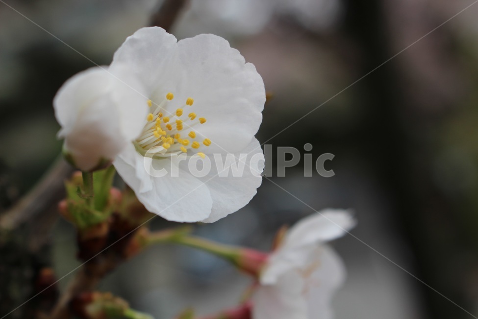 벚꽃,cherryblossoms,봄,spring,식물