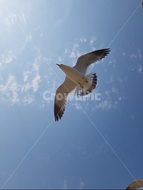 화창한,갈매기,새,하늘,바다,동물,animal,조류,새,birds