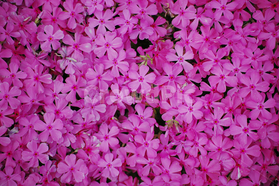 꽃,꽃밭,꽃들,화단,flower,blossom,plant,식물,petal,꽃잎,팽이꽃,식물,자연,plants,nature,꽃,flower