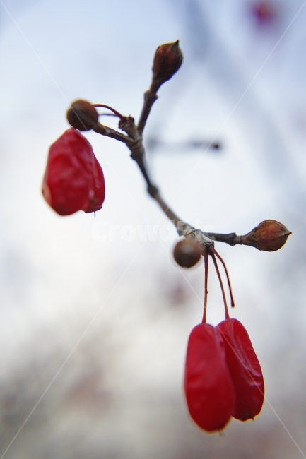 산수유,건강,가을,열매,이미지,과일,열매,fruit