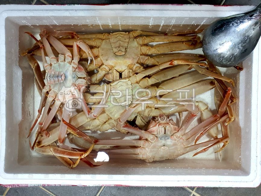 seefood,snow crab,snowcrab,Bakdal snow crab