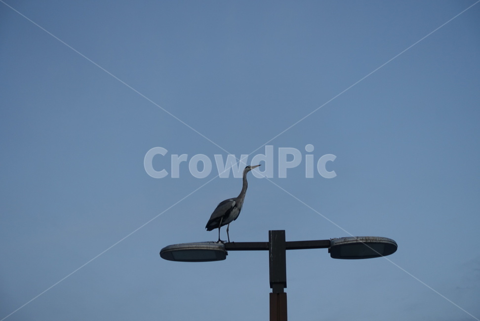 자연,야외,풍경,하늘,동물,새,기러기,가로등,nature,outdoor,landscape,sky,animal,bird,wildgoose,streetlamp,조류,새,birds