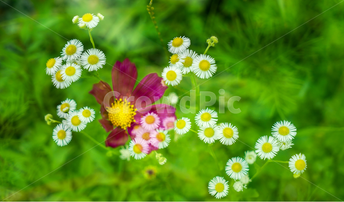 코스모스,꽃,들꽃,자연,식물,가을,다중노출,식물,자연,plants,nature,꽃,flower