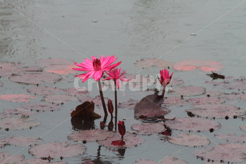 연,수련,수생식물,꽃,waterlily,식물,자연,plants,nature,꽃,flower