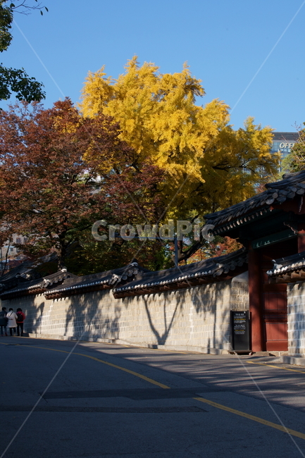 가을,궁궐,낙엽,기와,전통,단풍,koreatraditional,koreapalace,autumn,koreaautumn,autumnleaves,nature,colorful