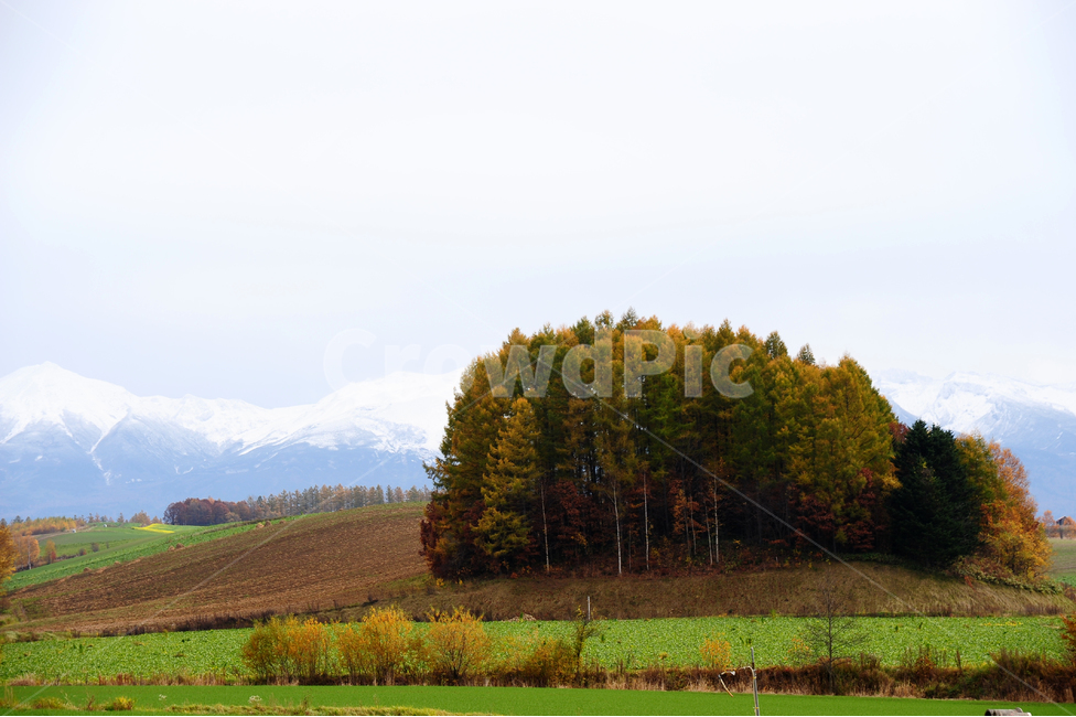 일본,홋카이도,비에이,나무,초원,설산,산,눈,자연,풍경,nature,landscape,시골,마을,country,rural,town,해외,외국,세계,foreign,oversea,world,세계자연풍경,해외자연풍경,외국자연풍경,world nature landscape,outdoors,옥외,tree,plant,식물,grassland,목초지,field,들