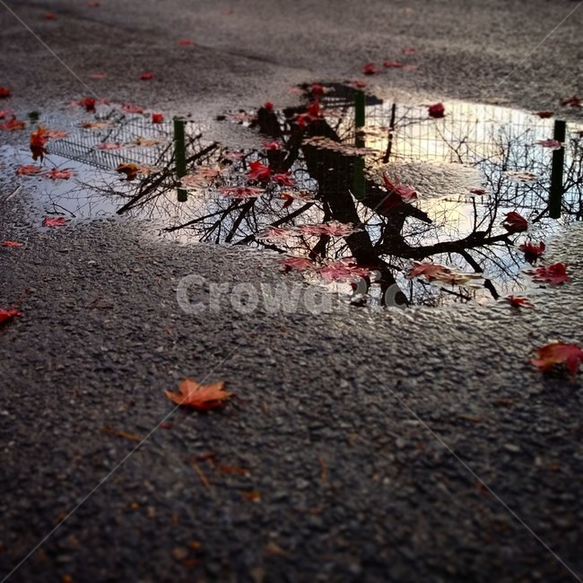 가을,낙엽,가을감성,물웅덩이,puddle,leaf,잎,식물,plant,웅덩이,반사