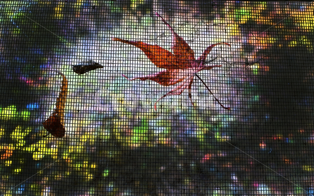 감성,가을,단풍,풍경,단풍잎,가을,계절,fall,autumn,season,식물,자연,plants,nature
