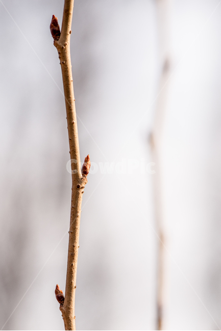 봄,나뭇가지,새순,나무,경칩,입춘,겨울가지,식물,자연,plants,nature