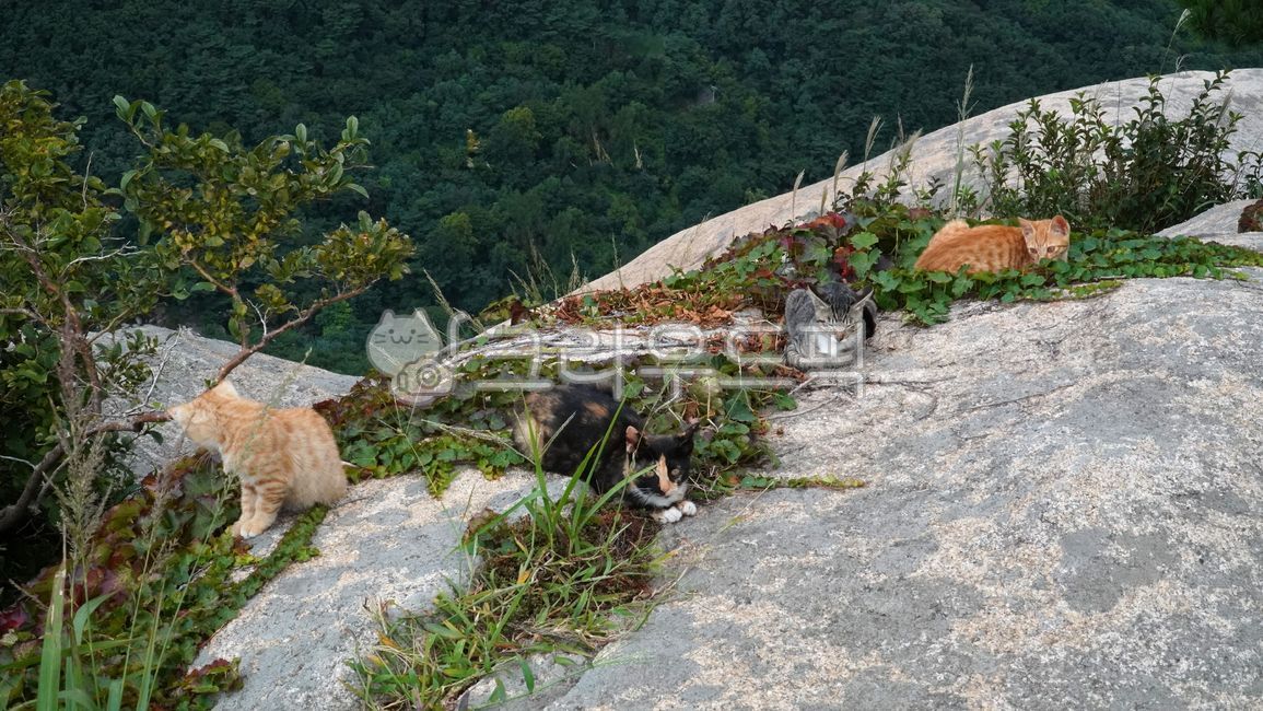 rock,kitten brothers,koreanshorthair,cat,yellow cat,chaos cat,wild,summer