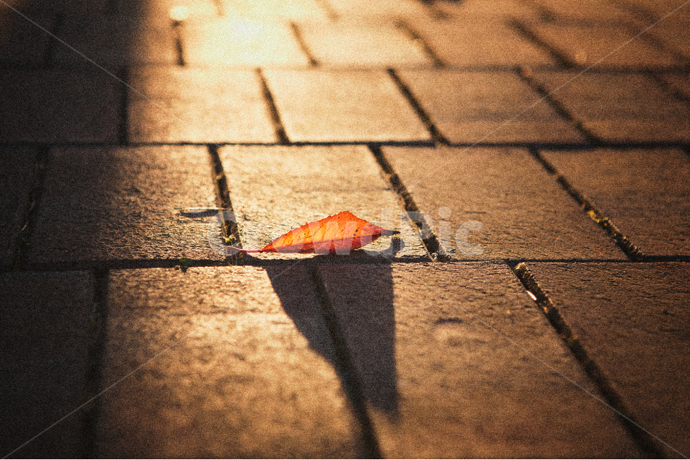 단풍,풍경,가을,나뭇잎,햇살,아침,가을,계절,fall,autumn,season,감성,sensible,feeling,휴식,힐링,rest,relaxation,healing,path,통로,walkway,보도,flagstone,판석