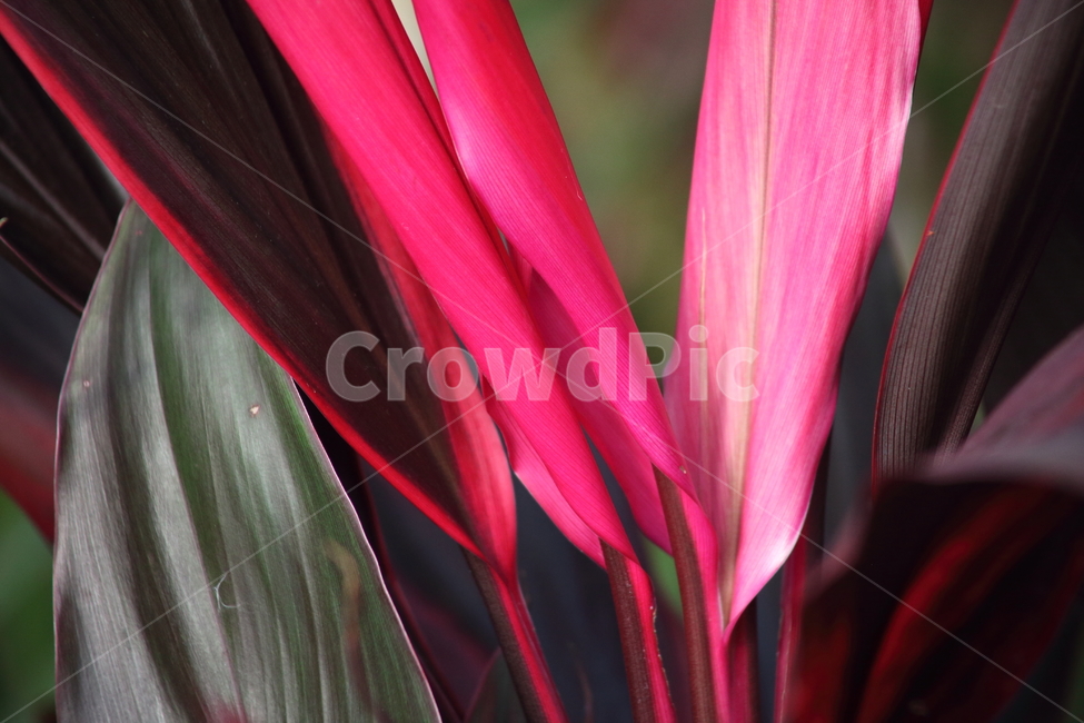 아이차카,홍죽,천년죽,goodluckplant,reddracaena,식물,자연,plants,nature,꽃,flower