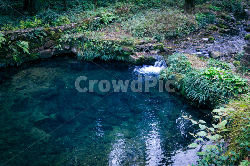 숲,개울,연못,물,자연,풀,자연,풍경,nature,landscape,water,outdoors,옥외,stream,흐름,creek,작은 만