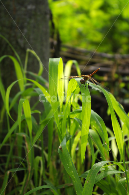 곤충,잠자리,식물,plant,초록,풀,식물,자연,plants,nature,동물,animal,곤충,벌레,insect,bug