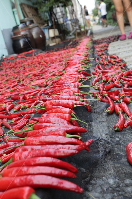 고추말리기,고추,태양초,기찻길,chili,track,railroad,철길마을,철길,road,음식,식재료,요리,food,cook,meal,dishes,food reserves