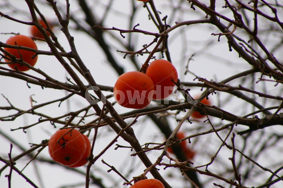 plant,식물,fruit,과일,persimmon,감,food,음식,감나무