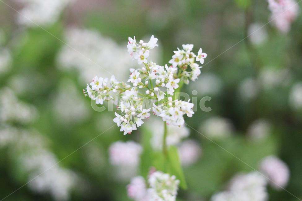 꽃,식물,flowers,plants,메밀꽃,buckwheatflower