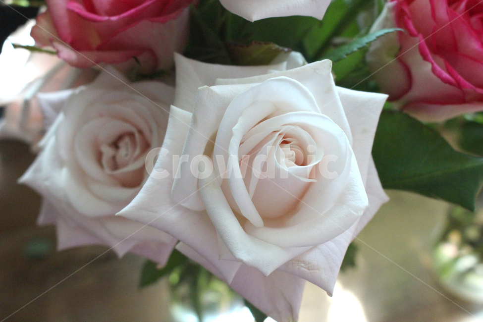 rose,장미,flower,plant,blossom,꽃,장미꽃,장미한송이,꽃잎,roseday,로즈데이,식물,흰장미,하얀장미,꽃,flower