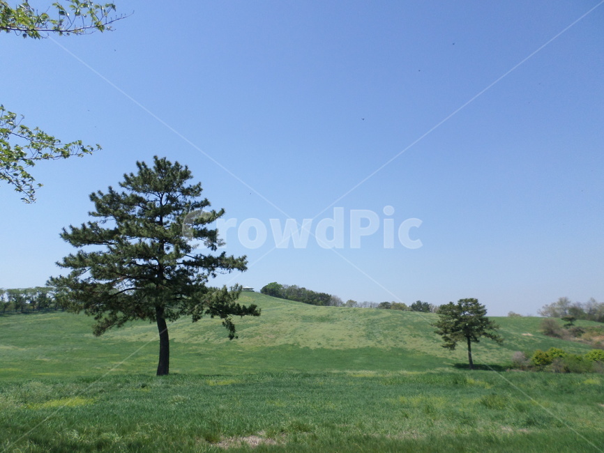 들판,나무,푸르름,잔디,하늘,자연,풍경,nature,landscape,tree,plant,식물