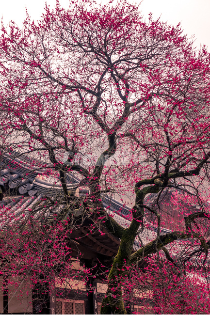 화엄사,매화,봄,구례,사찰,봄,계절,spring,season,한국전통,한국문화,korean traditional,korean culture,식물,자연,plants,nature,나무,trees,wood,종교,신앙,religion,belief,faith,plant,flower,꽃,blossom,cherry blossom,벚꽃