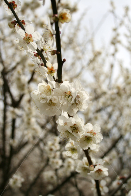 봄,매화,꽃,봄꽃,광양,봄,계절,spring,season,식물,자연,plants,nature,꽃,flower,plant,blossom,cherry blossom,벚꽃
