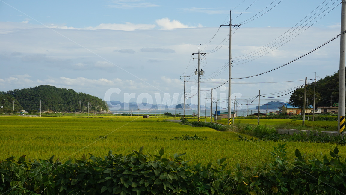 논,가을,바다,자연,풍경,시골,마을,풍경,landscape,country,rural,town