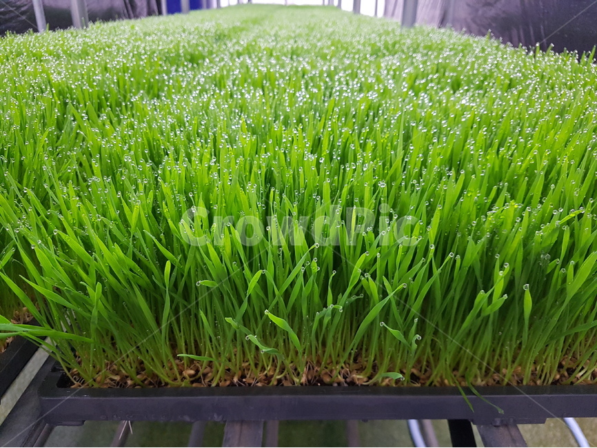 보리싹,보리잎,새싹,녹색,식물,식물,자연,plants,nature