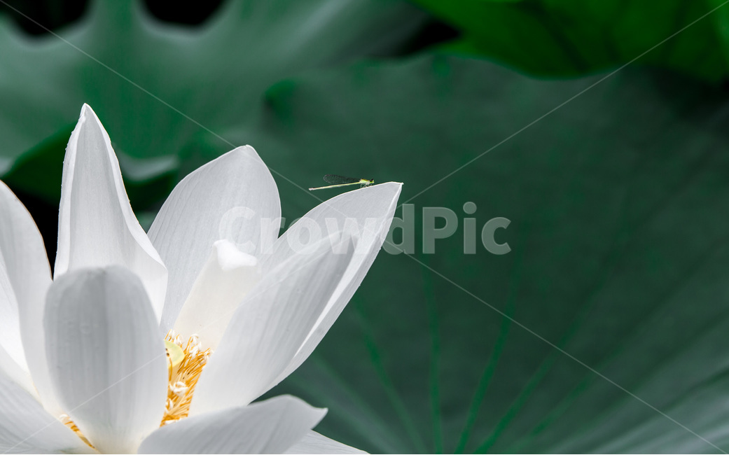 연꽃,연잎,실잠자리,순결,청순,습지,식물,자연,plants,nature,꽃,flower,동물,animal,곤충,벌레,insect,bug