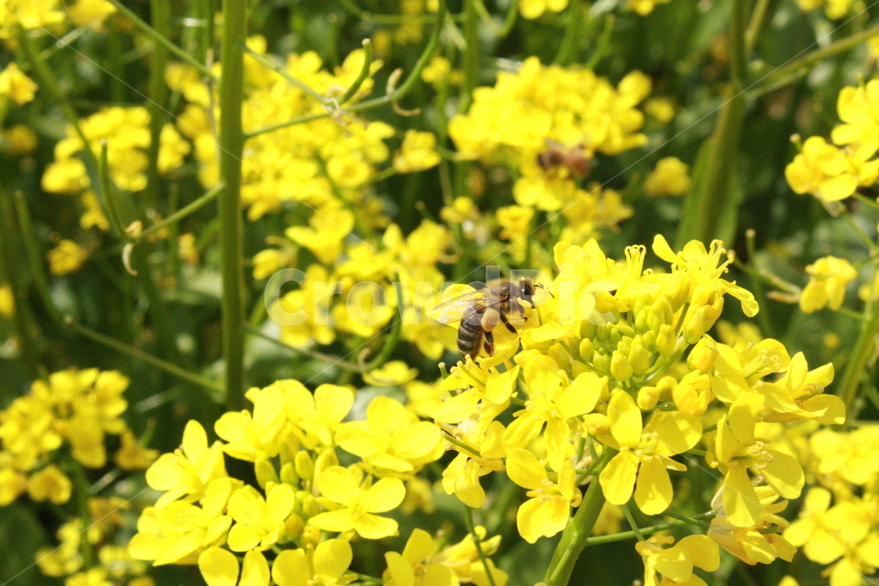 유채꽃,벌,유채,꽃,노랑,노란,식물,자연,plants,nature,꽃,flower,동물,animal,곤충,벌레,insect,bug