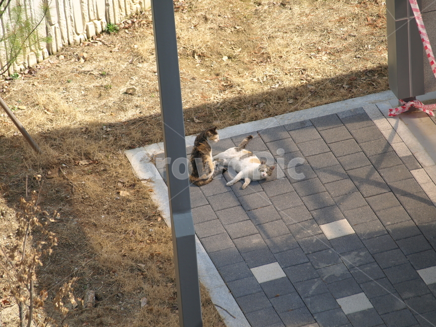 고양이,길고양이,고양이낮잠,동물,길냥이,cat,동물,animal,포유류,mammal,고양이,cat,kitten,kitty