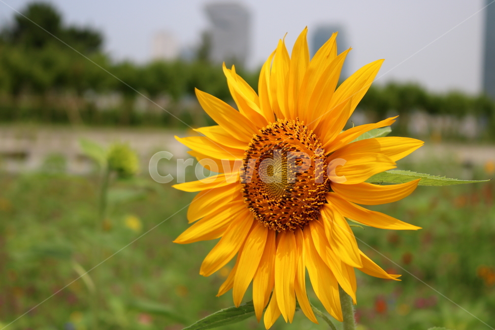 꽃,해바라기,해바라기꽃,식물,국화과,속씨식물,식물,자연,plants,nature,꽃,flower