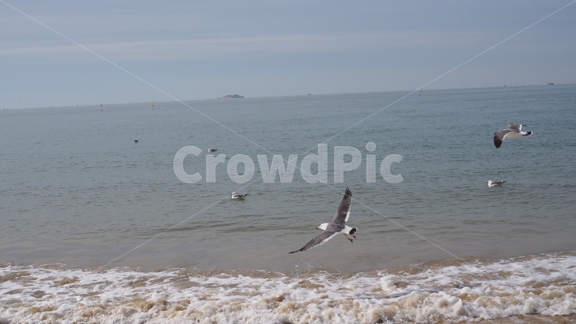 바다,파도,갈매기,대천,해변,자연,풍경,nature,landscape,동물,animal,조류,새,birds,bird,flying,나는