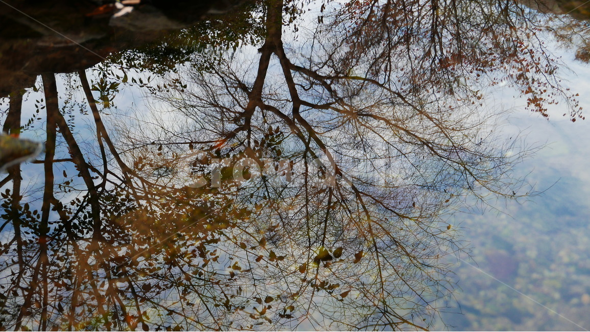 물에비친나무,하늘과물,계곡물,자연,나무,자연,풍경,nature,landscape,tree,plant,식물,tree trunk,나무 줄기