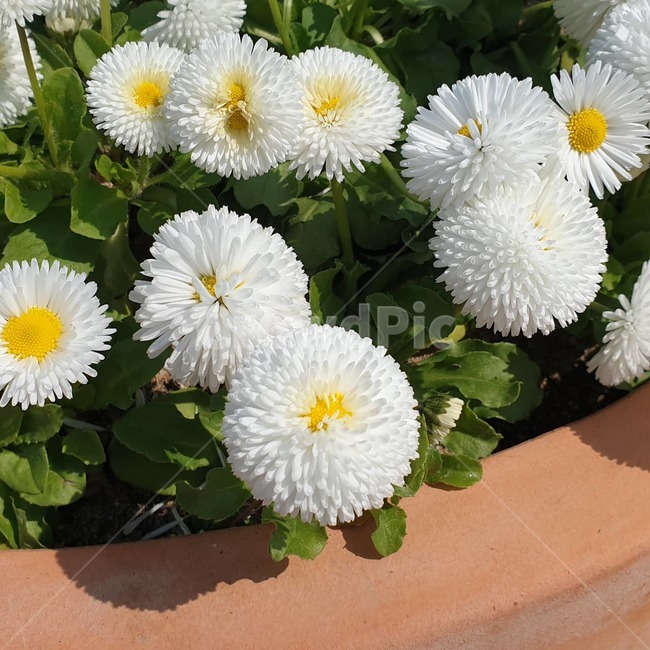봄,꽃,화분,자연,풀잎,계절,식물,plant,blossom,flower,daisies,데이지,daisy