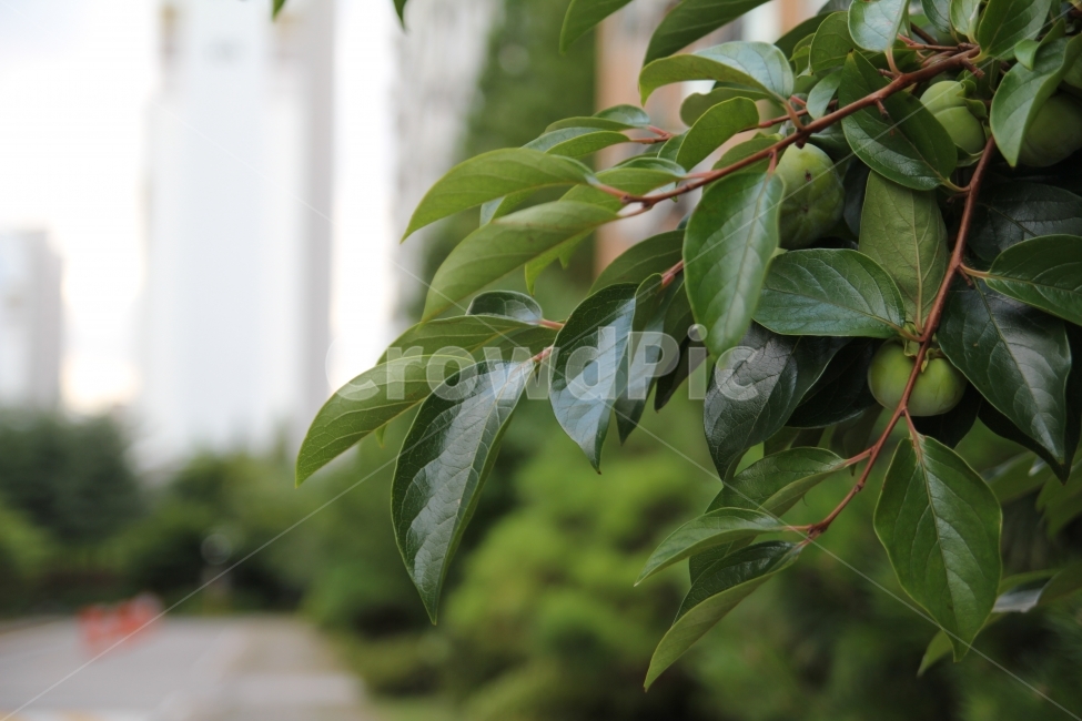 도시속,자연,나뭇잎,나무,잎,식물,자연,plants,nature,과일,열매,fruit