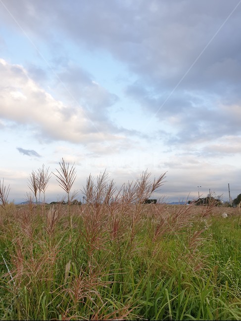자연,잔디,억새풀,식물,들판,field,outdoors,식물,자연,plants,nature