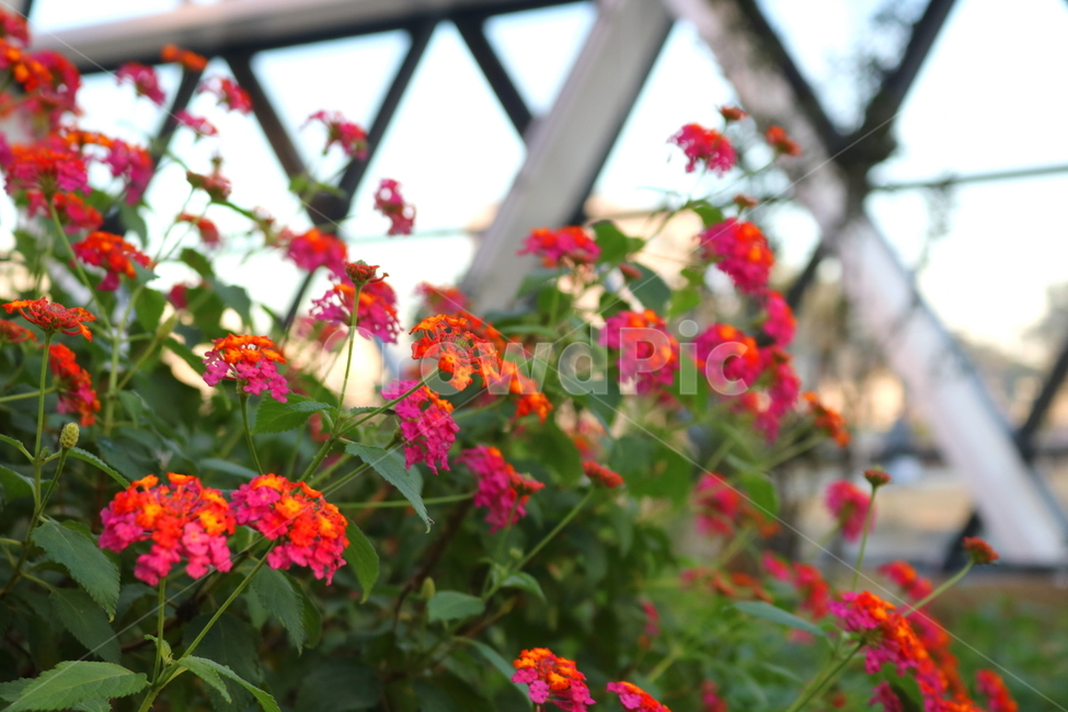 란타나,꽃,란타나꽃,식물,나무,자연,마편초과,식물원,식물,자연,plants,nature,꽃,flower