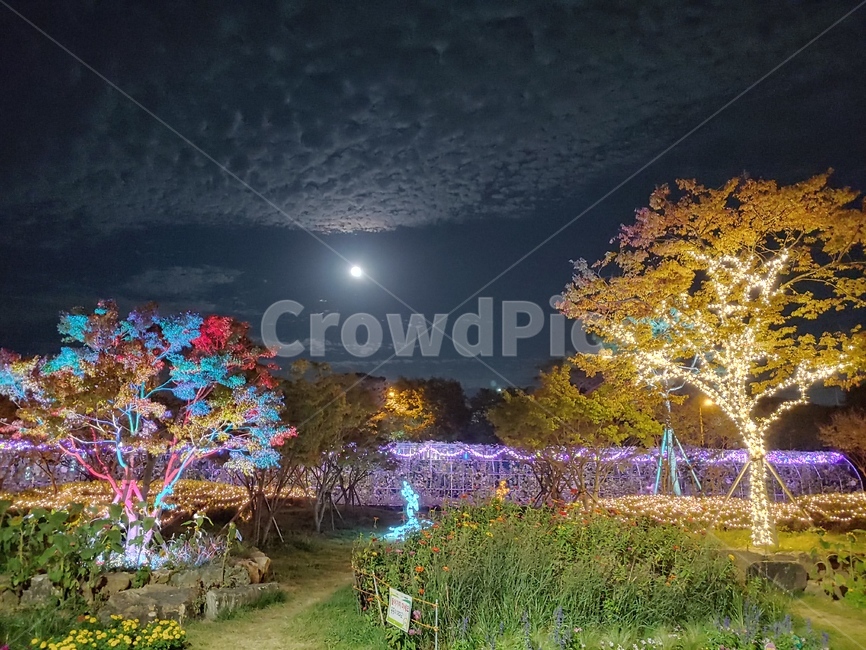 장성,황룡강,노란꽃축제,야경,배경,식물,tree,옥외,나무,plant,축제,자연,풍경,nature,landscape