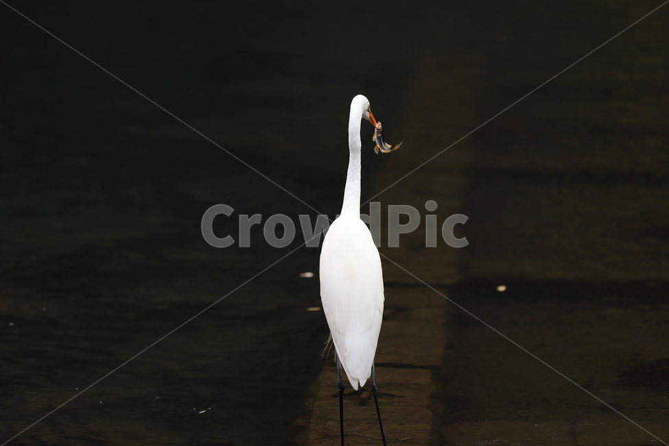 사냥,백로,새,자연,동물,동물,animal,조류,새,birds