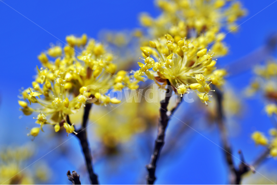 산수유,노란꽃,봄,계절,식물,꽃,식물,자연,plants,nature,꽃,flower
