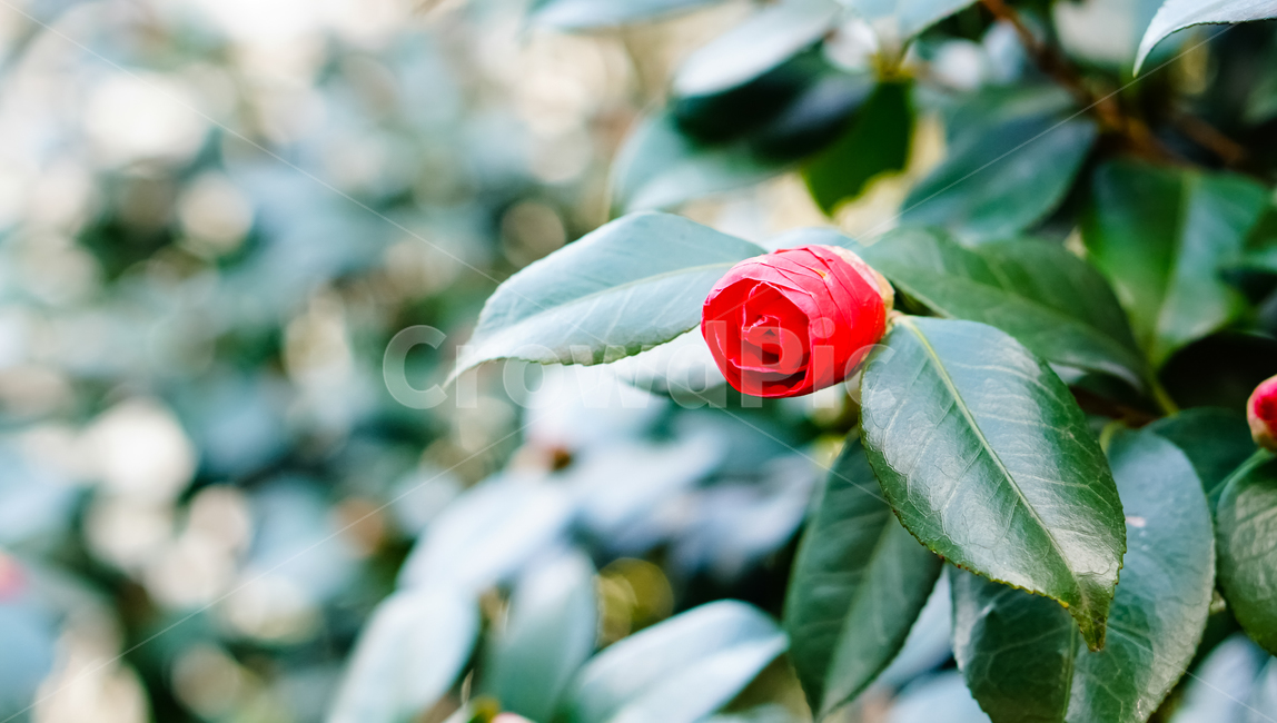 꽃,동백꽃,풍경,식물,자연,식물,자연,plants,nature,꽃,flower,감성,sensible,feeling