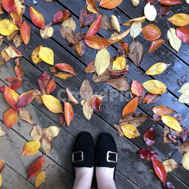 plant,식물,leaf,잎,낙엽,비,발,신발,가을,계절,fall,autumn,season