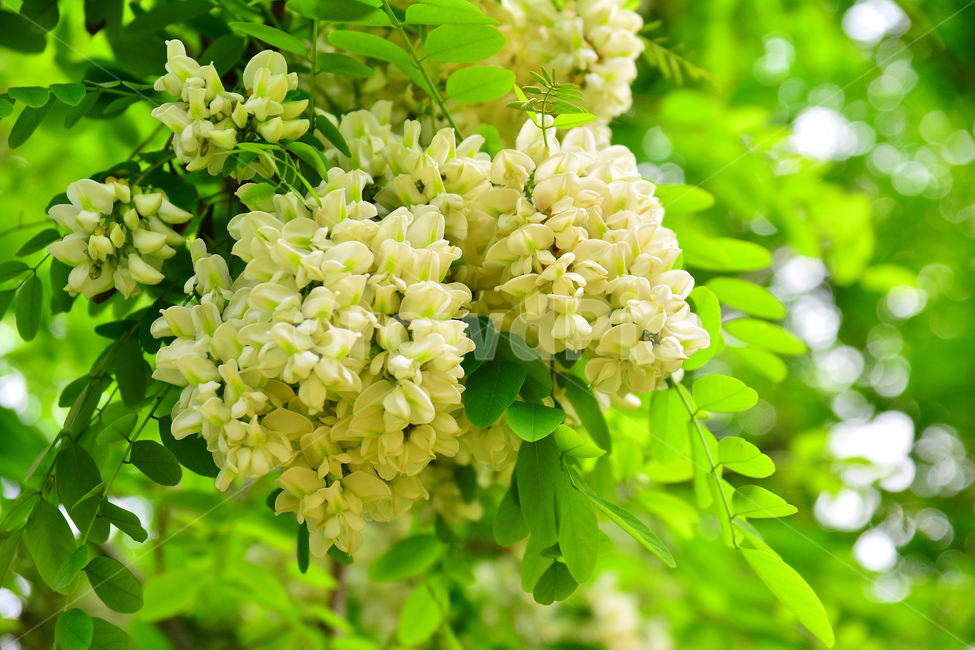아카시아,꿀,향기,시즌,풍경,흰색,자연,식물,season,계절,5월,아름다운,flowers,귀화식물,콩과,나무꽃,향긋한,효소,식용,밀원식물,plant,fragrant,scent,aroma,식물,자연,plants,nature,꽃,flower