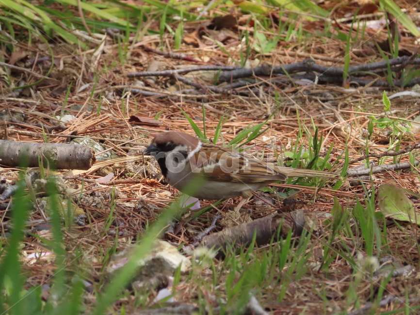 참새,동물,잡초,흙,봄,새,조류,갈색,식물,자연,한국조류,sparrow,animal,weed,dirt,nature,spring,bird,brown,plants,동물,animal,조류,새,birds