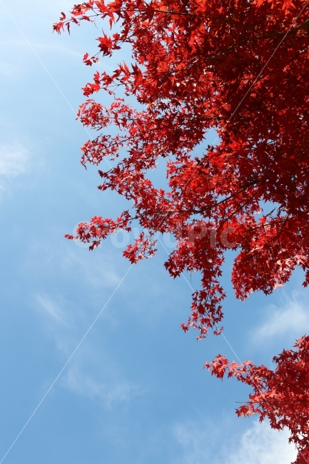 단풍,가을,가을단풍,풍경,가을풍경,가을배경,가을,계절,fall,autumn,season,식물,자연,plants,nature,tree,나무,plant,leaf,잎,maple